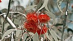 Stirling Range Nationalpark - Eukalyptus - Pear-fruited Mallee - [Eucalyptus pyriformis]_C04-49-22.jpg