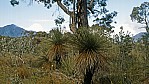 Stirling Range Nationalpark - Grasbaum - Blackboy  - [Xanthorrhoea preissii]_C04-49-20.jpg