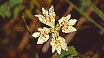 Stirling Range Nationalpark - Kreuz des Sdens - [Xanthosia rotundifolia]_C04-49-24.jpg