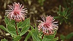 Stirling Range Nationalpark - Myrtenheide - Showy Honey-myrtle - [Melaleuca nesophila]_C04-49-36.jpg