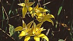Stirling Range Nationalpark - Orchidee - (cowslips orchid) - [Caladenia flava]_C04-47-26.jpg