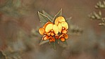Stirling Range Nationalpark - Schmetterlingsbltler - Netted Shaggy Pea - [Platylobium scandens]_C04-48-46.jpg