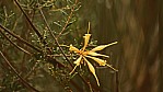 Stirling Range Nationalpark - Silberbaumgewchs - Many-flowered Honeysuckle - [Lambertia multiflora var. drummondii]_C04-49-03.jpg