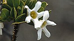 Torndirup Nationalpark - Sticky Tail flower - [Anthocercis viscosa]_D05-17-29.jpg