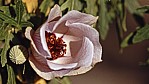 Wstenrose - Sturt's Desert Rose - [Gossypium sturtianum]_D05-16-05.jpg